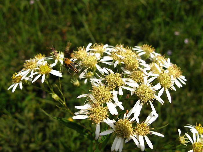 flat top aster - Doellingeria umbellata from Native Plant Trust