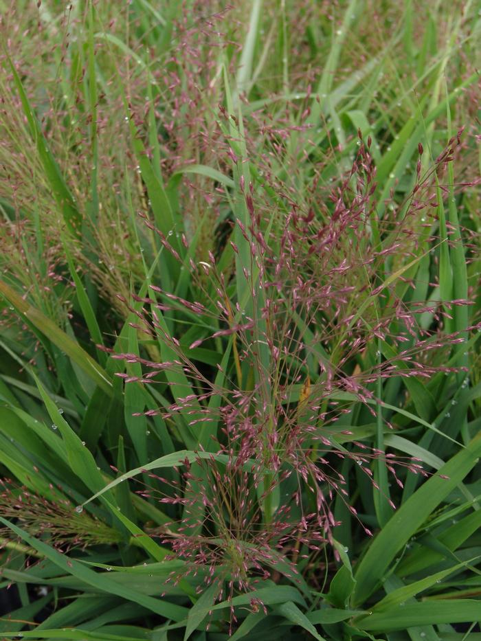 purple lovegrass - Eragrostis spectabilis from Native Plant Trust