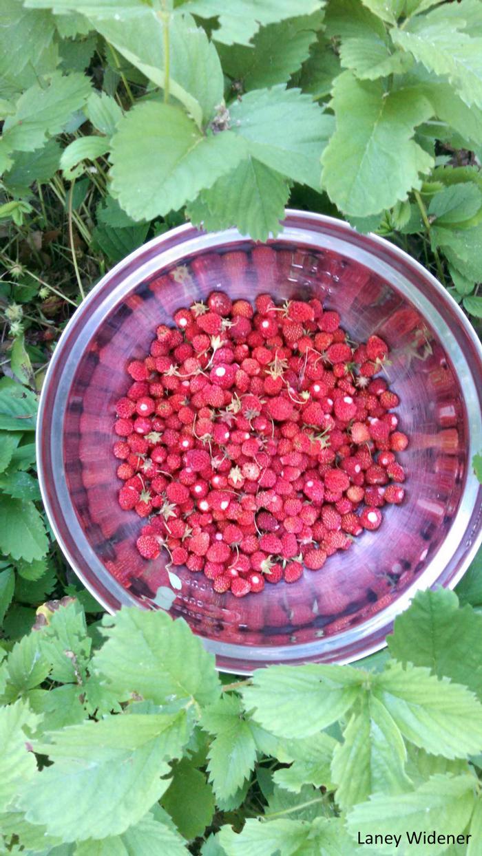 wild strawberry - Fragaria virginiana from Native Plant Trust