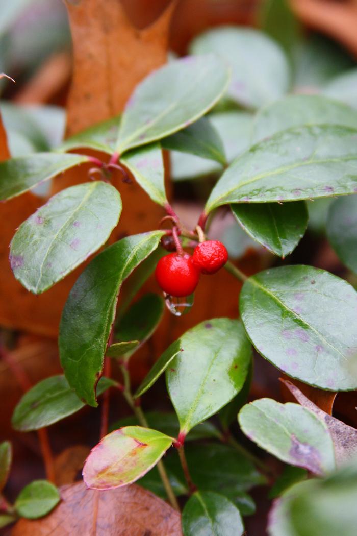 wintergreen - Gaultheria procumbens from Native Plant Trust