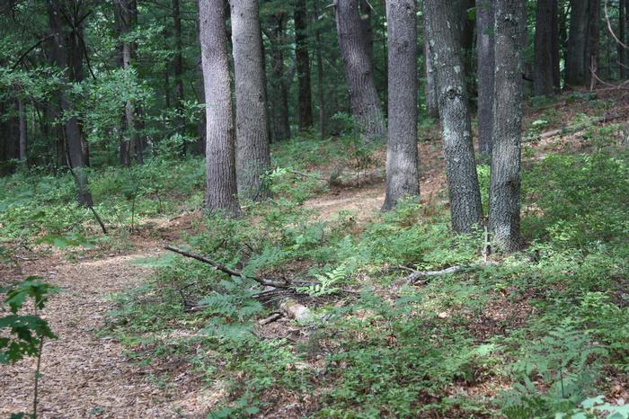 black huckleberry - Gaylussacia baccata from Native Plant Trust