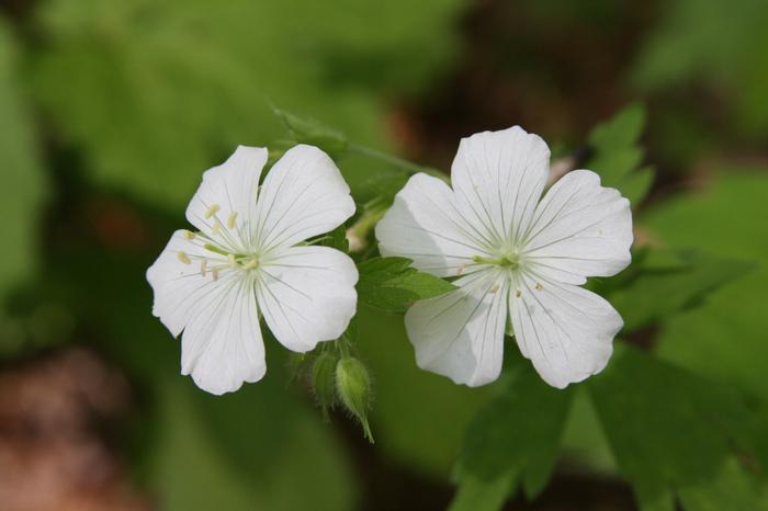 wild geranium - Geranium maculatum from Native Plant Trust