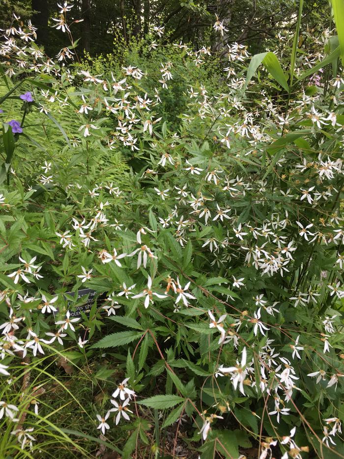 Bowmans root - Gillenia trifoliata from Native Plant Trust