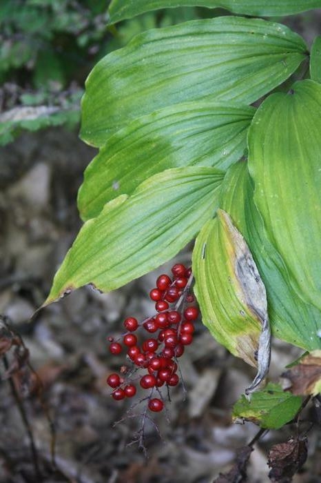 feathery false Solomon's seal - Maianthemum racemosum from Native Plant Trust