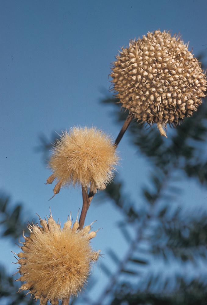 Adelaide Pratt (c) Native Plant Trust