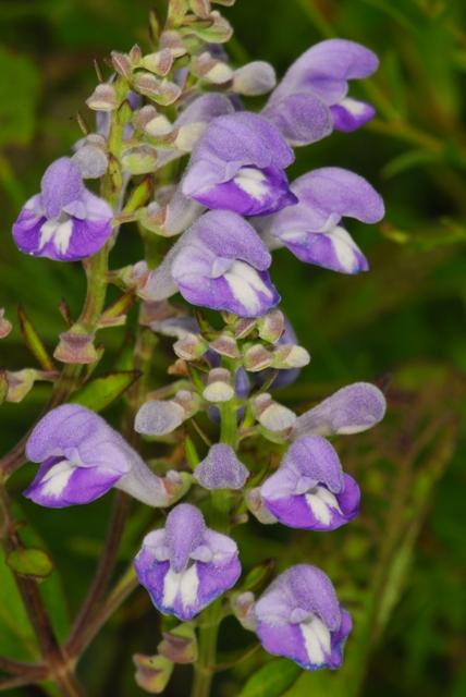 downy skullcap - Scutellaria incana from Native Plant Trust