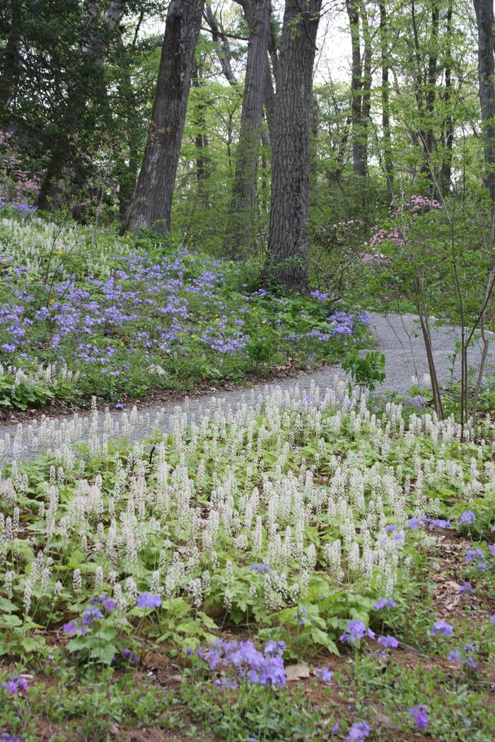 running foam flower - Tiarella cordifolia var. cordifolia from Native Plant Trust