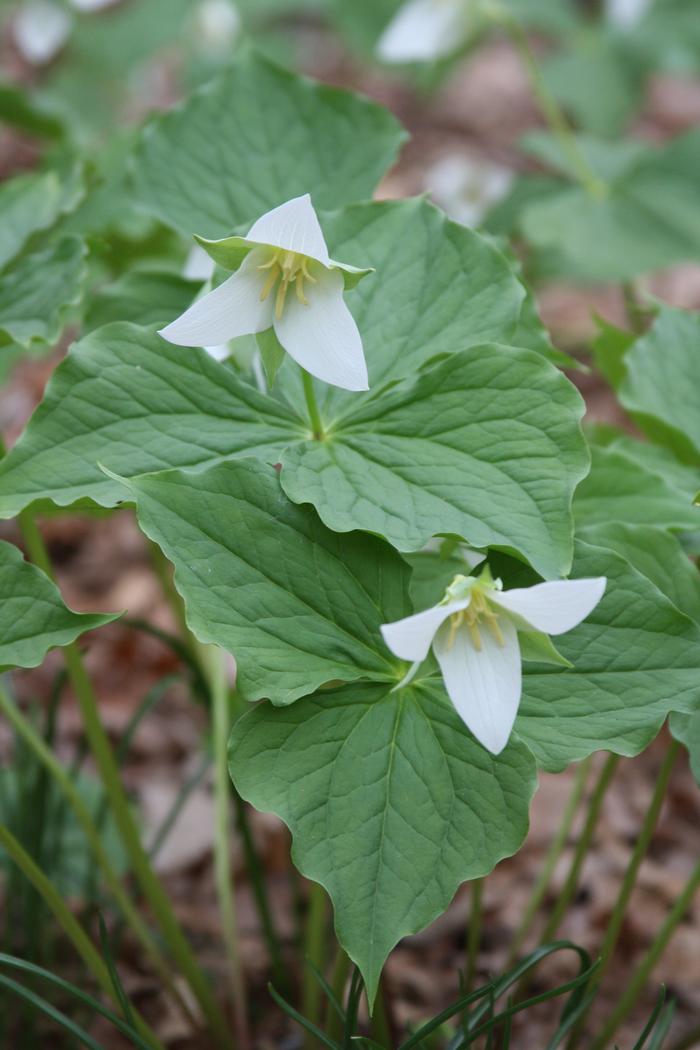 bent trillium - Trillium flexipes from Native Plant Trust