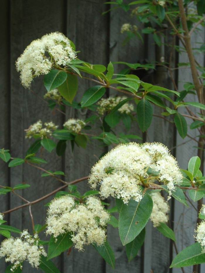 withe-rod - Viburnum nudum var. cassinoides from Native Plant Trust