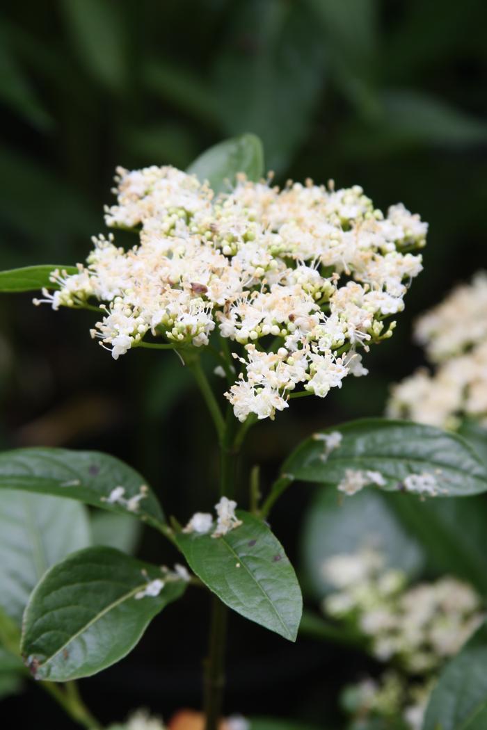 witherod - Viburnum nudum var. nudum from Native Plant Trust