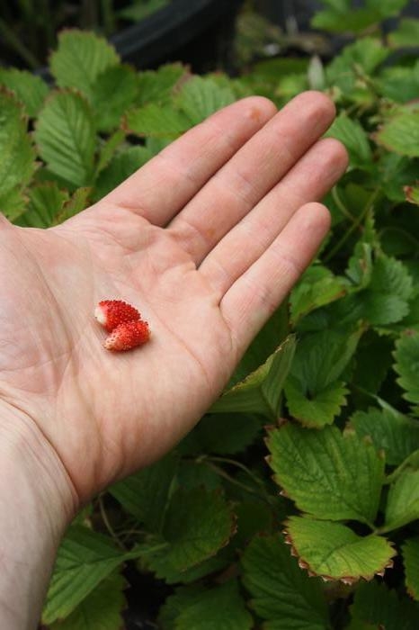 woodland strawberry - Fragaria vesca from Native Plant Trust