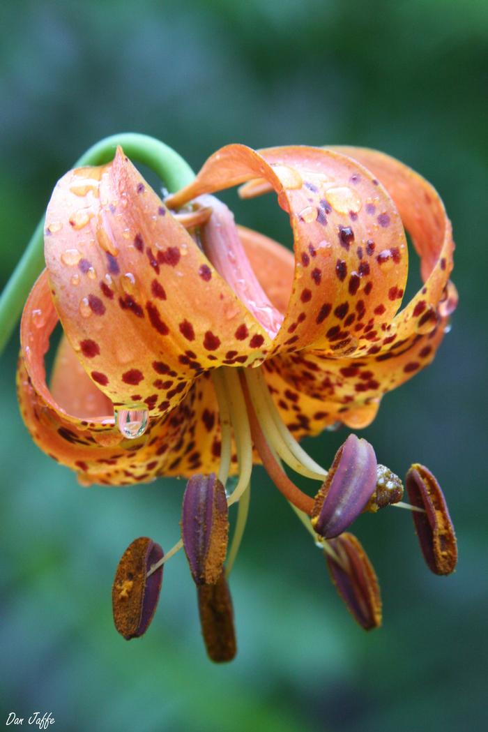 Turk's cap lily Lilium superbum from New England Wild Flower Society