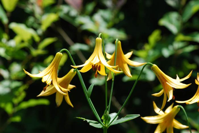 Canada lily - Lilium canadense from Native Plant Trust