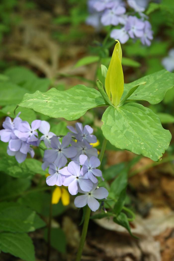 moss phlox - Phlox subulata from Native Plant Trust