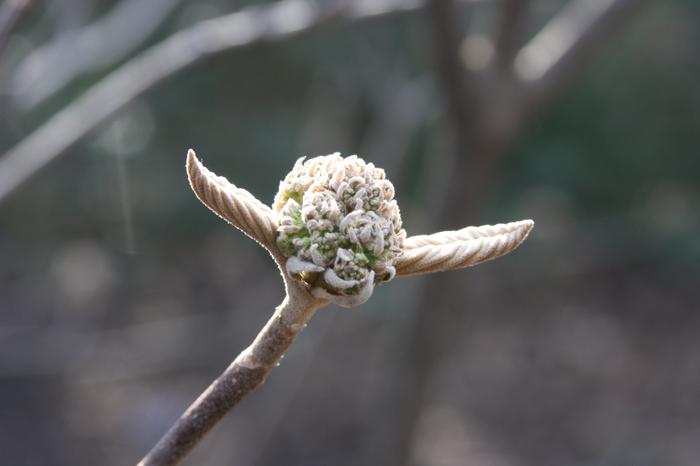 hobblebush - Viburnum lantanoides from Native Plant Trust