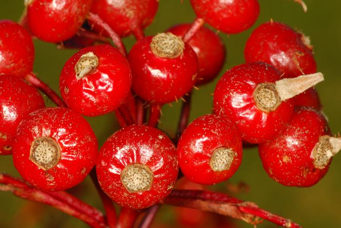 Virginia rose - Rosa virginiana from Native Plant Trust