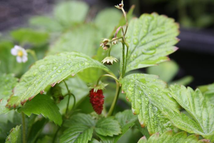 woodland strawberry - Fragaria vesca from Native Plant Trust