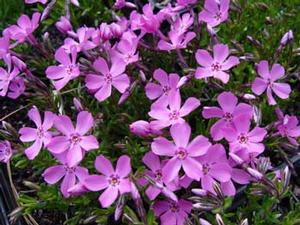 Wildflower from New England Wild Flower Society