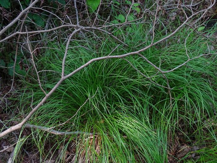 Reuven Martin, iNaturalist, https://www.inaturalist.org/observations/220581036  Reuven Martin, iNaturalist, https://www.inaturalist.org/observations/220581036