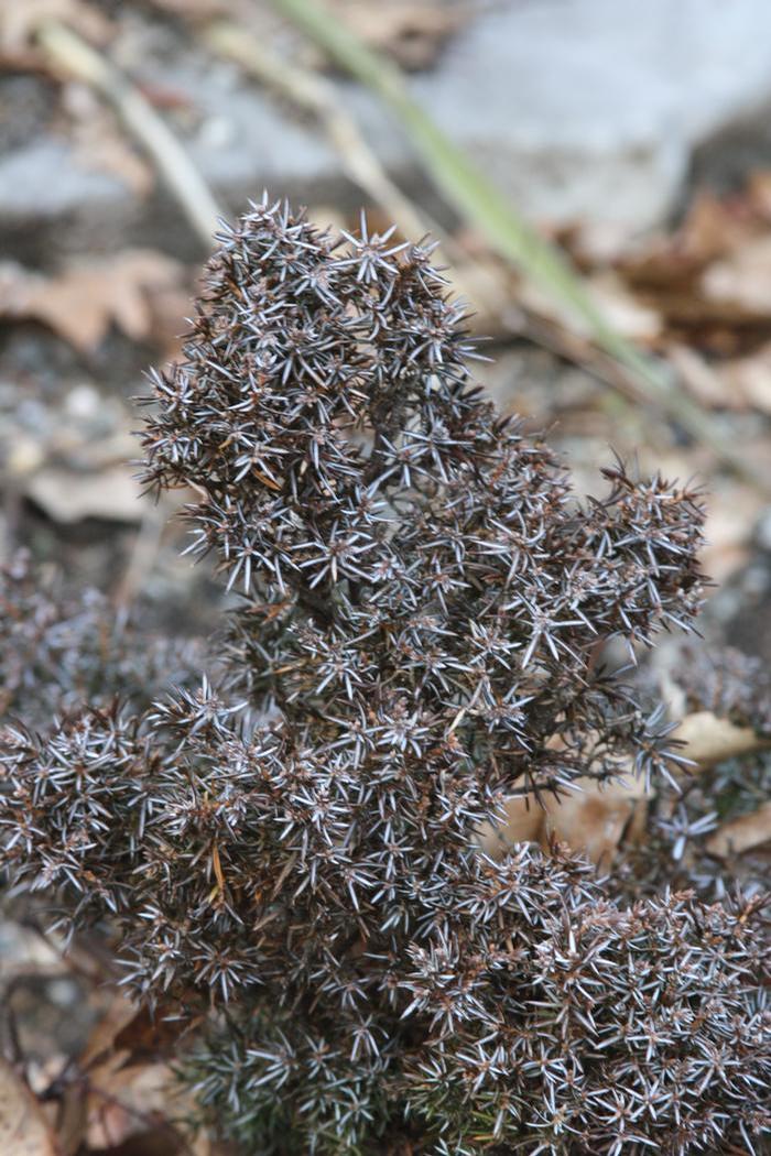 Dan Jaffe (c) Native Plant Trust Dan Jaffe (c) Native Plant Trust