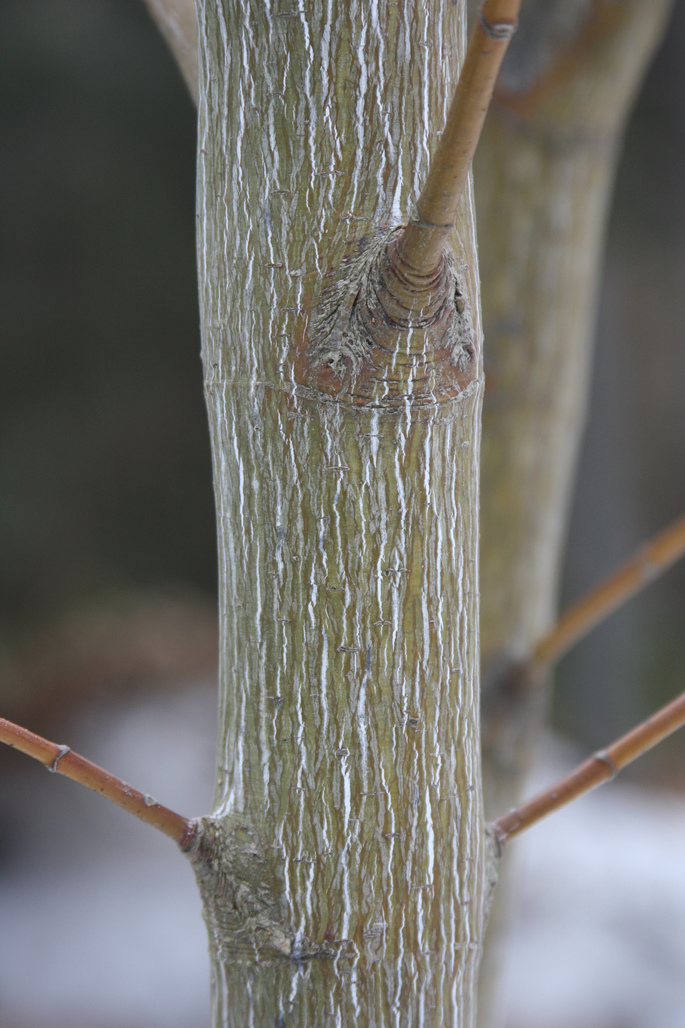 striped maple - Acer pensylvanicum from Native Plant Trust