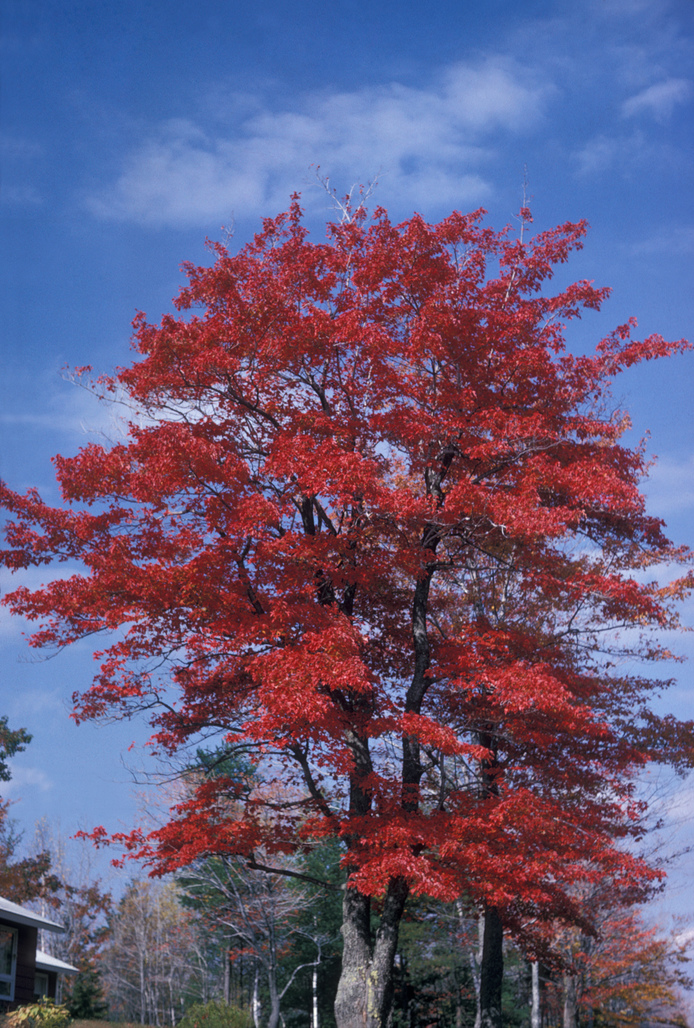 red maple - Acer rubrum from Native Plant Trust