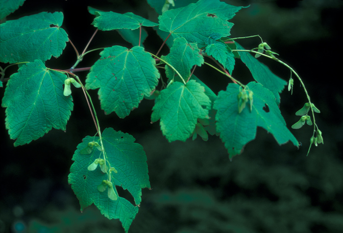Acer spicatum - mountain maple from Native Plant Trust