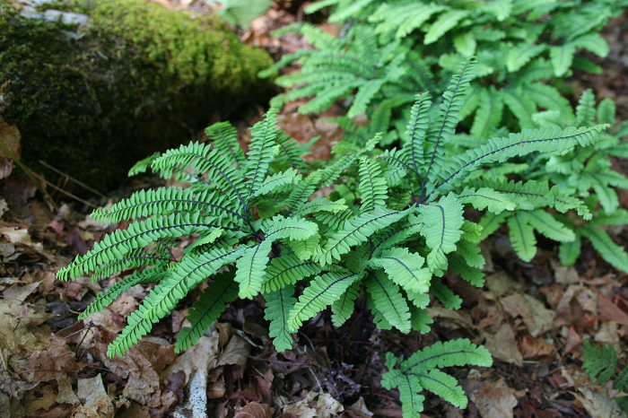 maidenhair fern - Adiantum pedatum from Native Plant Trust