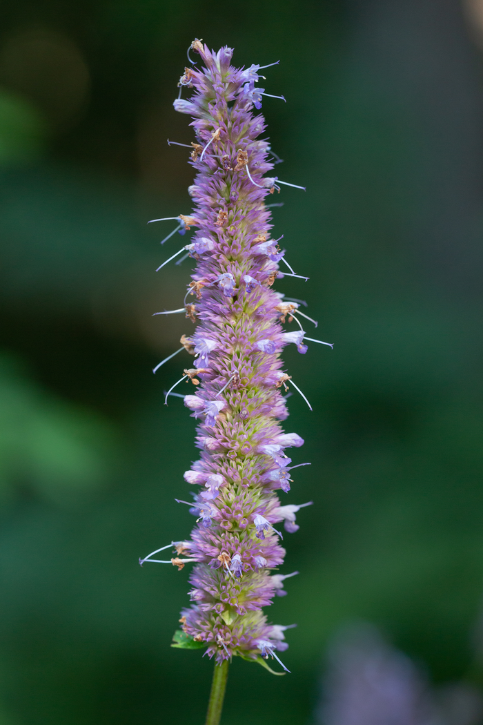 Anise hyssop - Agastache foeniculum from Native Plant Trust