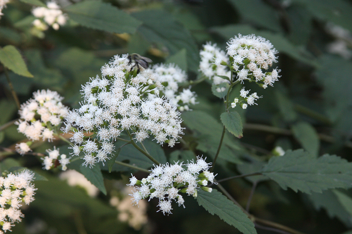 white snakeroot - Ageratina altissima from Native Plant Trust