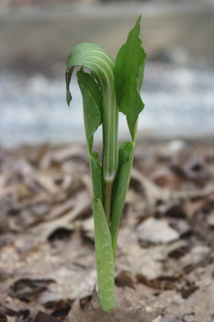 Jack in the pulpit - Arisaema triphyllum from Native Plant Trust