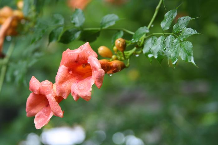 trumpet creeper - Campsis radicans from Native Plant Trust
