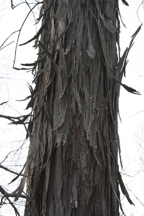 shagbark hickory - Carya ovata from Native Plant Trust
