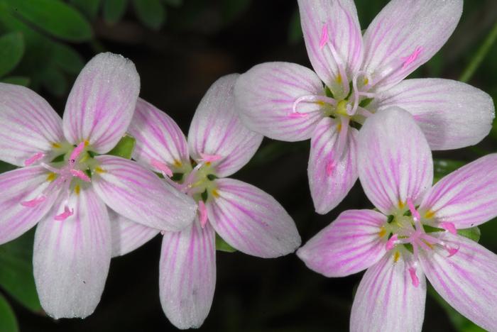 Virginia spring beauty - Claytonia virginica from Native Plant Trust