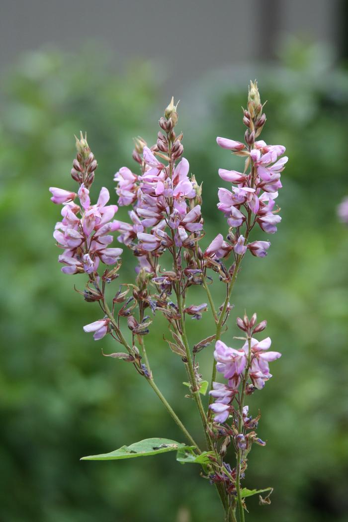 showy tick trefoil - Desmodium canadense from Native Plant Trust