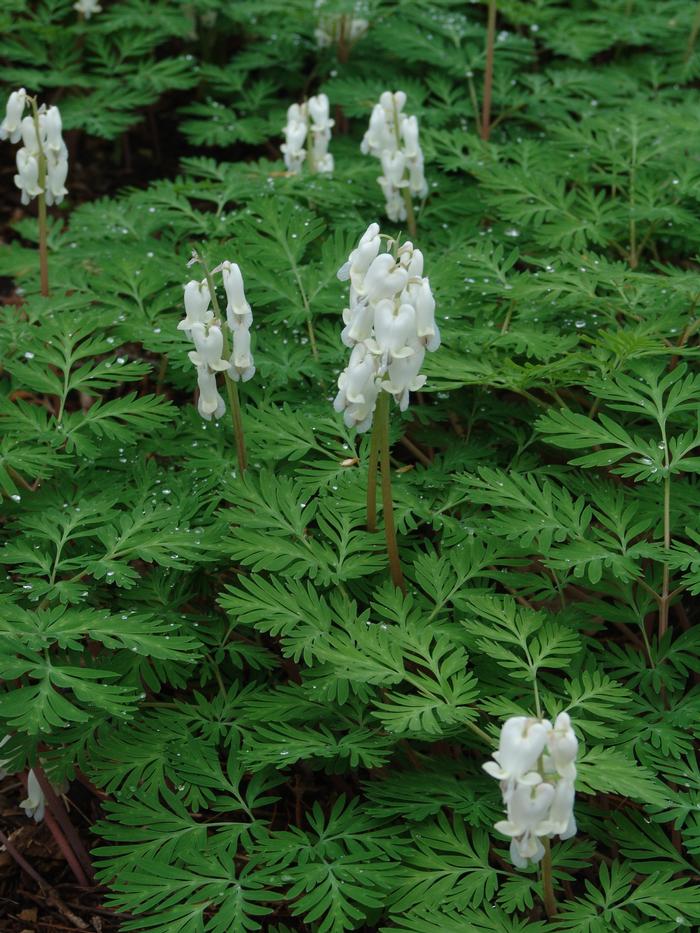 squirrel corn - Dicentra canadensis from Native Plant Trust