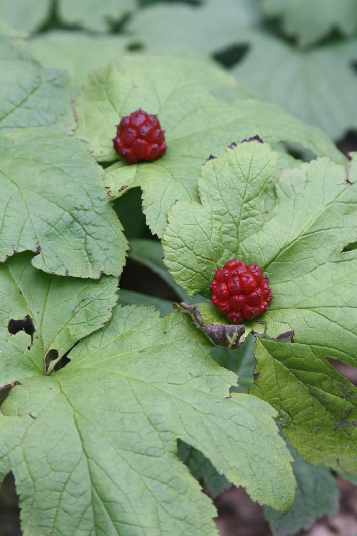 goldenseal - Hydrastis canadensis from Native Plant Trust