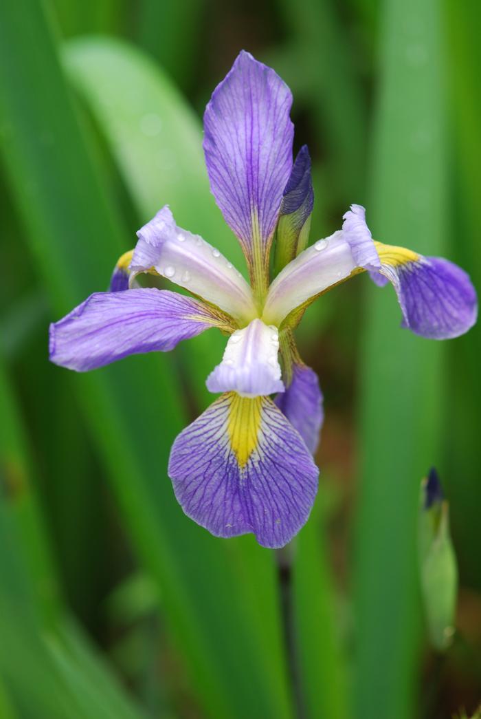 blue flag iris - Iris versicolor from Native Plant Trust