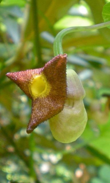 Dutchmans pipe - Isotrema macrophyllum from Native Plant Trust