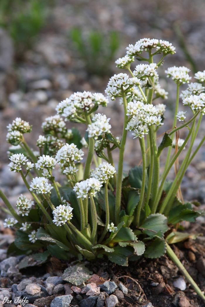 early saxifrage - Micranthes virginiensis from Native Plant Trust