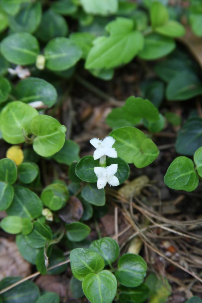 partridgeberry - Mitchella repens from Native Plant Trust