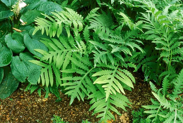 sensitive fern - Onoclea sensibilis from Native Plant Trust