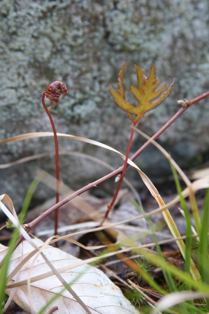 sensitive fern - Onoclea sensibilis from Native Plant Trust