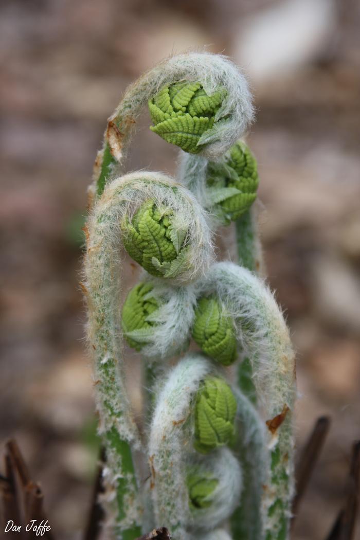 cinnamon fern - Osmundastrum cinnamomeum from Native Plant Trust