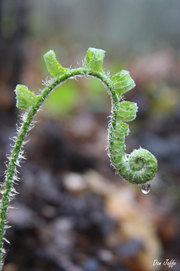 Christmas fern - Polystichum acrostichoides from Native Plant Trust
