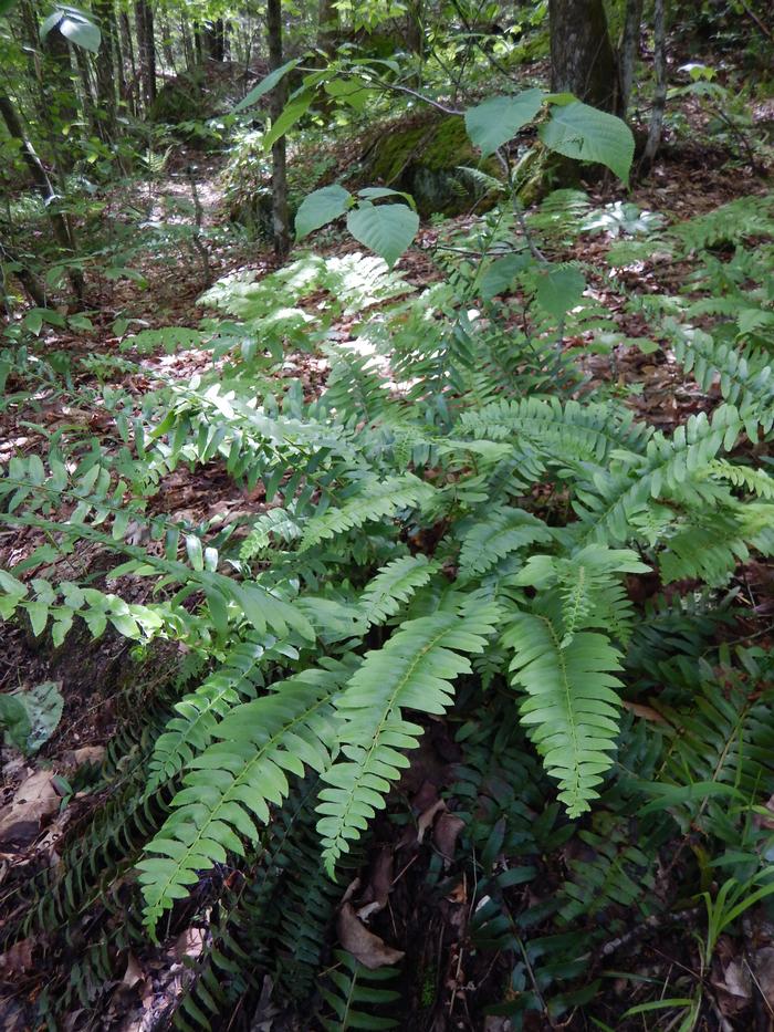 Christmas fern - Polystichum acrostichoides from Native Plant Trust