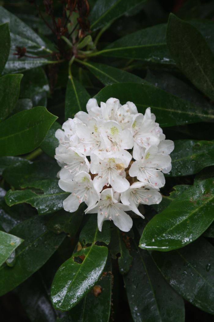 great rosebay - Rhododendron maximum from Native Plant Trust