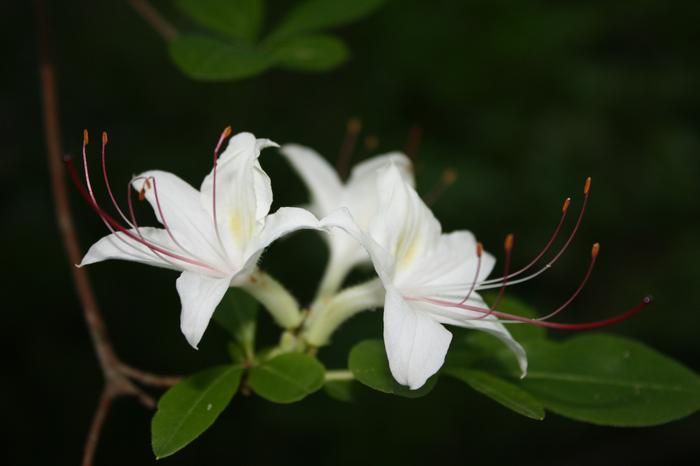 swamp azalea - Rhododendron viscosum from Native Plant Trust