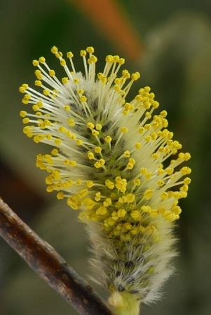 pussy willow - Salix discolor from Native Plant Trust