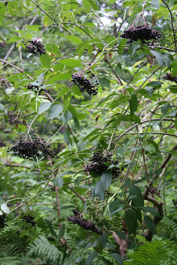 black elderberry - Sambucus nigra from Native Plant Trust